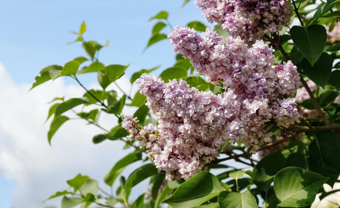 Fiori di primavera - Lilla'- Fili d'Erba floral designer freelance a Mirano (Venezia)