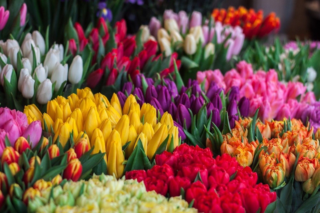 Fiori di primavera - Tulipani - Fili d'Erba floral designer freelance a Mirano (Venezia)